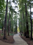 423928510 UC Davis Arboretum, Redwood Memorial Grove